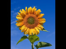 Load and play video in Gallery viewer, SLAVA UKRAINI! HEROYAM SLAVA! SYMPHONIC VERSION - PARTS NEW!